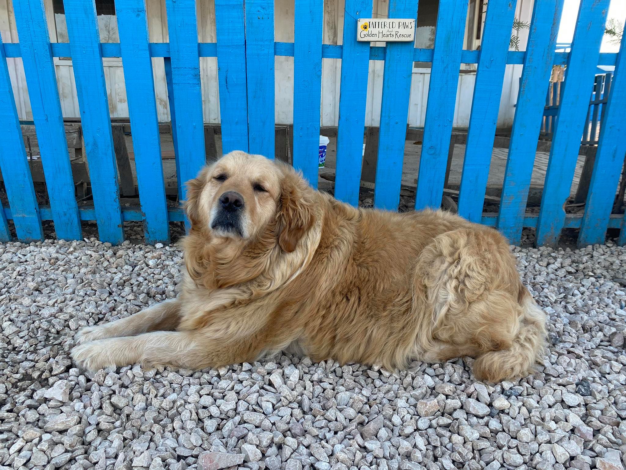 Baklava (fka Thelma)